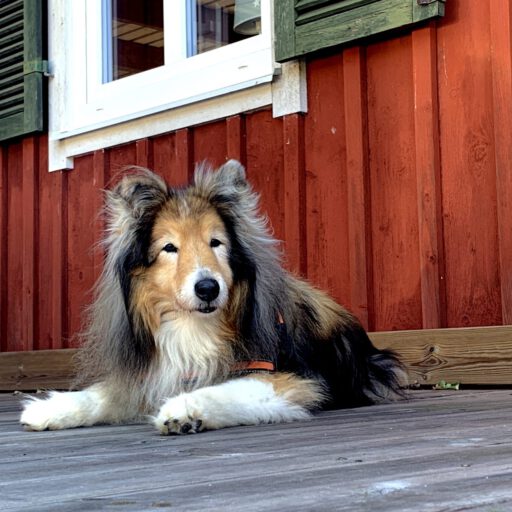 Scully in Schweden